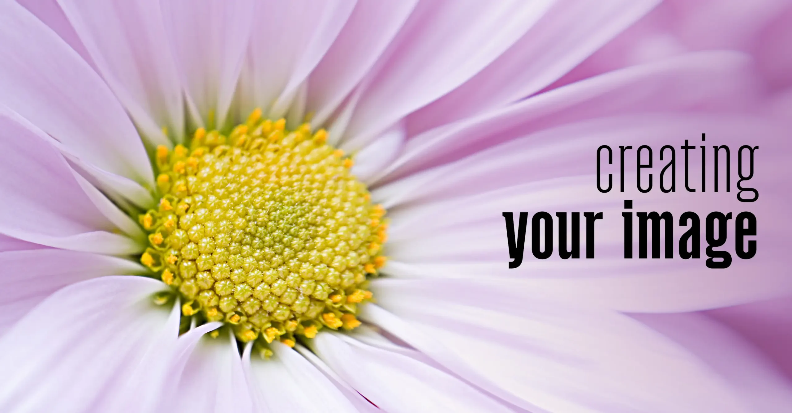 picture of a lavender flower